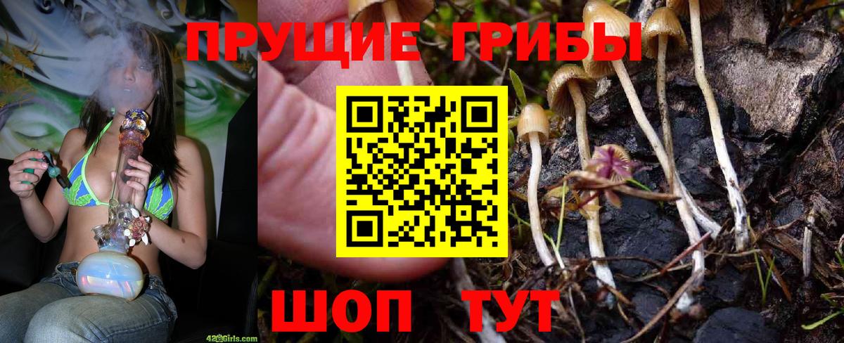 Галлюциногенные грибы Psilocybine cubensis Котлас
